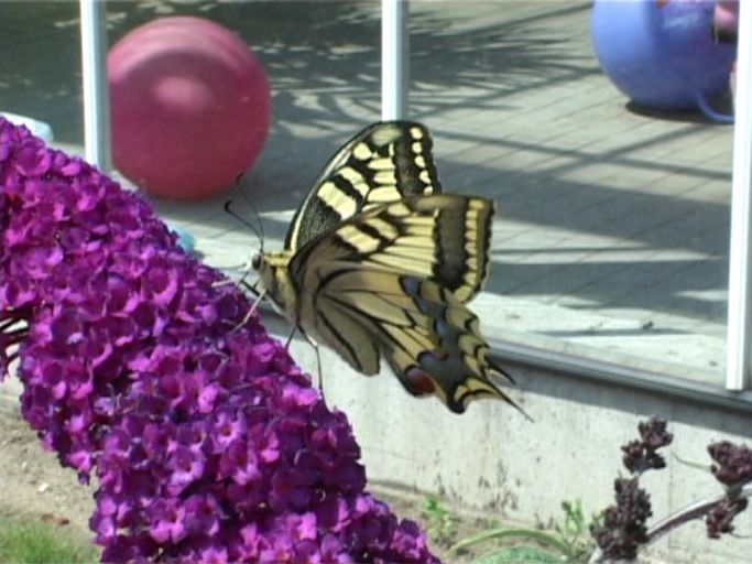 Schwalbenschwanz ( Papilio machaon ), auf Sommerflieder : Kevelaer-Twisteden, Niederrheinpark Plantaria, 14.07.2008